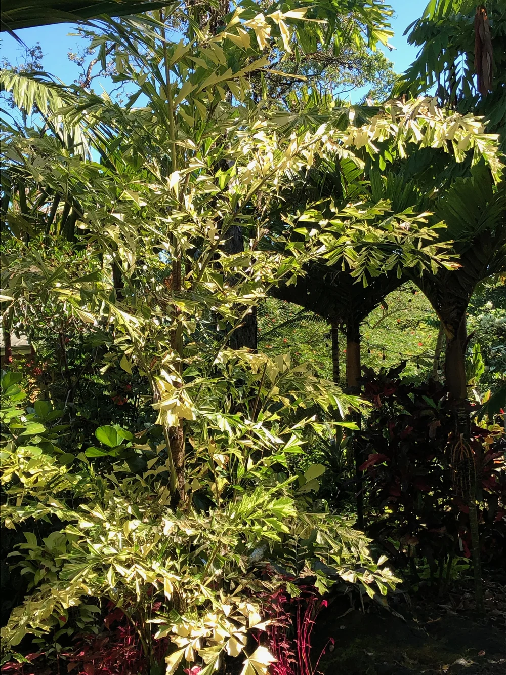 Caryota mitis variegata — Vintage Green Farms with Tom Piergrossi